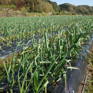新規プロジェクト (4)